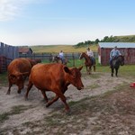 on the patten ranch